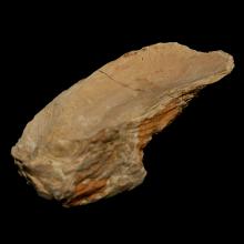 Fossile dhutre Ostrea crassissima